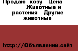 Продаю  козу › Цена ­ 6 000 -  Животные и растения » Другие животные   